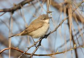 Attēlu rezultāti vaicājumam “Sylvia communis adult”