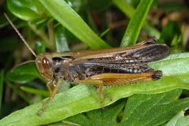 Attēlu rezultāti vaicājumam “Omocestus viridulus”