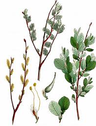 Attēlu rezultāti vaicājumam “Salix aurita”