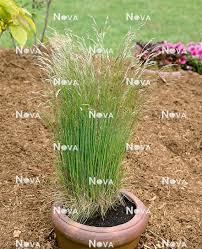 Attēlu rezultāti vaicājumam “Deschampsia flexuosa”