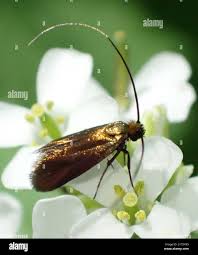 Attēlu rezultāti vaicājumam “Cauchas rufimitrella”