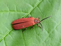 Attēlu rezultāti vaicājumam “Lycidae”