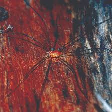 Attēlu rezultāti vaicājumam “Opiliones”