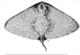 Image result for Gymnura micrura