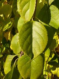 Attēlu rezultāti vaicājumam “Celastrus flagellaris”