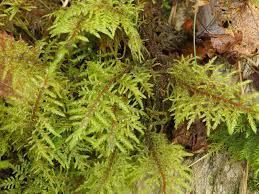 Attēlu rezultāti vaicājumam “Thuidium assimile”