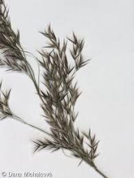 Attēlu rezultāti vaicājumam “Calamagrostis canescens fruit”