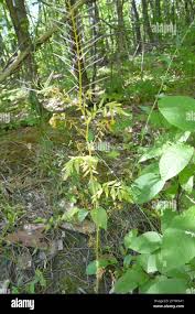 Attēlu rezultāti vaicājumam “Cardamine impatiens leaf”