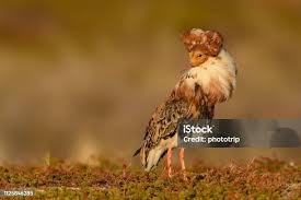 Attēlu rezultāti vaicājumam “Philomachus pugnax”