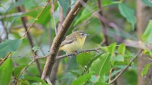 Image result for Vireo philadelphicus