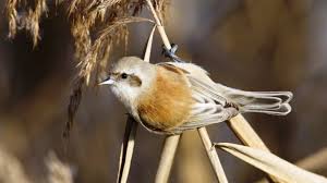 Image result for Remiz pendulinus