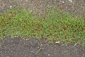 Attēlu rezultāti vaicājumam “Polygonum aviculare leaf”