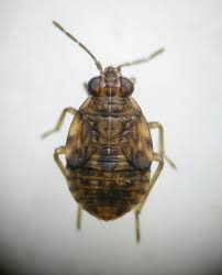 Attēlu rezultāti vaicājumam “Saldula saltatoria”