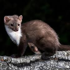 Attēlu rezultāti vaicājumam “Martes foina”