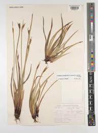 Attēlu rezultāti vaicājumam “Blysmus compressus”