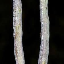 Attēlu rezultāti vaicājumam “Brassica napus fruit”