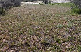 Attēlu rezultāti vaicājumam “Erodium cicutarium bud”