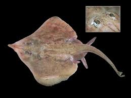 Image result for Leucoraja