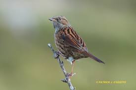 Attēlu rezultāti vaicājumam “Prunella modularis”