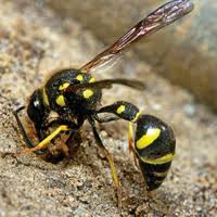 Attēlu rezultāti vaicājumam “Eumenes sp.”
