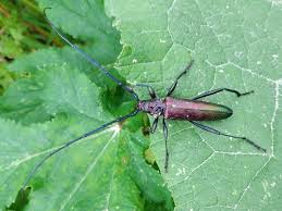 Attēlu rezultāti vaicājumam “Aromia moschata”