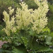 Attēlu rezultāti vaicājumam “Rheum rhabarbarum flower”