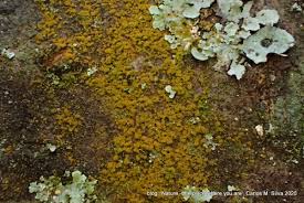 Attēlu rezultāti vaicājumam “Trentepohlia sp.”