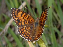 Attēlu rezultāti vaicājumam “Melitaea phoebe”