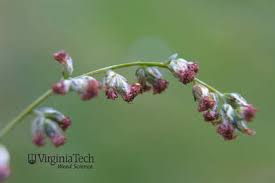 Attēlu rezultāti vaicājumam “Artemisia vulgaris bud”