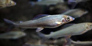 Image result for Thymallus thymallus