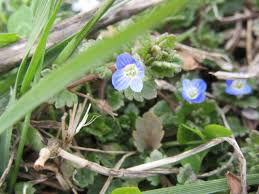 Attēlu rezultāti vaicājumam “Veronica persica flower”