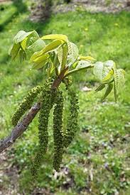 Attēlu rezultāti vaicājumam “Juglans ailanthifolia”