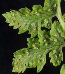 Attēlu rezultāti vaicājumam “Cystopteris fragilis”