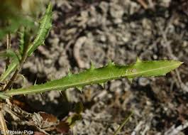 Attēlu rezultāti vaicājumam “Carlina vulgaris”