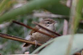 Image result for Acrocephalus agricola