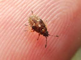 Attēlu rezultāti vaicājumam “Kleidocerys resedae”