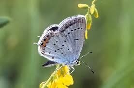 Attēlu rezultāti vaicājumam “Everes argiades female”