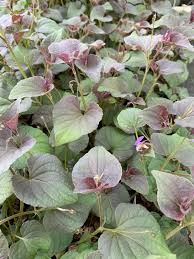 Attēlu rezultāti vaicājumam “Viola riviniana leaf”