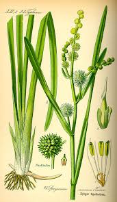 Attēlu rezultāti vaicājumam “Sparganium erectum aggr. fruit”