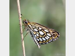 Attēlu rezultāti vaicājumam “Heteropterus morpheus underside”
