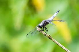 Attēlu rezultāti vaicājumam “Libellula fulva male”