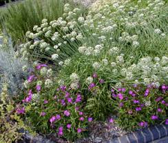 Image result for Allium tuberosum