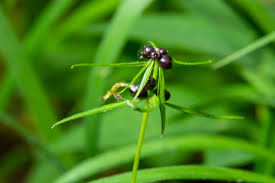 Attēlu rezultāti vaicājumam “Cardamine bulbifera leaf”