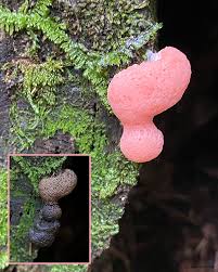 Attēlu rezultāti vaicājumam “Tubifera ferruginosa (subsp. ferruginosa) spores”