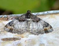 Attēlu rezultāti vaicājumam “Catarhoe cuculata”