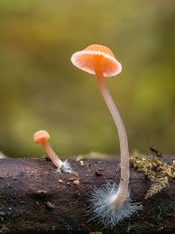 Attēlu rezultāti vaicājumam “Cribraria rufa macro”