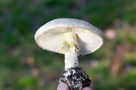Attēlu rezultāti vaicājumam “Amanita citrina”