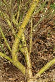 Attēlu rezultāti vaicājumam “Cytisus scoparius leaf”