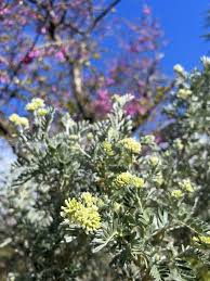 Attēlu rezultāti vaicājumam “Anthyllis maritima leaf”
