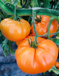 Afbeeldingsresultaat voor caro rich tomato